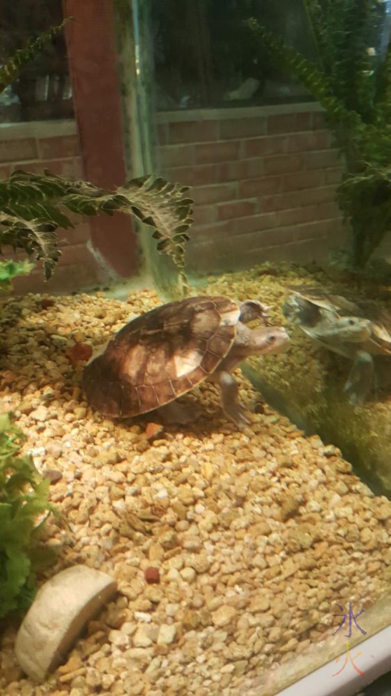 turtle-armadale-reptile-centre