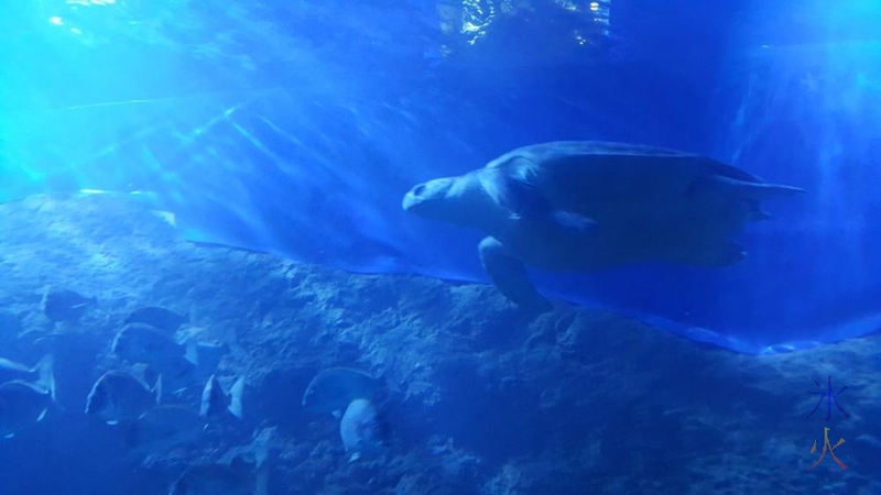 turtle-underwater-tunnel-aqwa