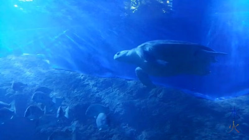 turtle-underwater-tunnel-aqwa