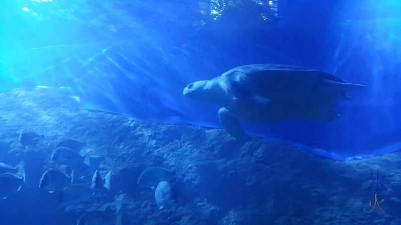 turtle-underwater-tunnel-aqwa