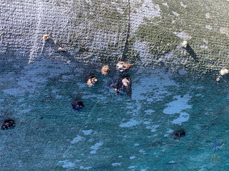 Snails on jetty pillar