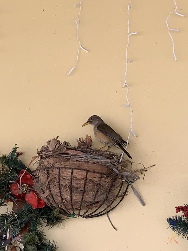 Christmas Island thrush with two chicks