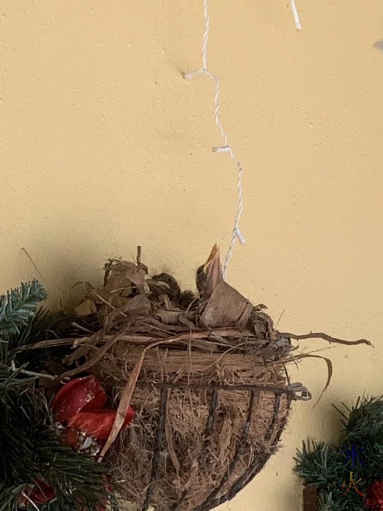 Christmas Island thrush chicks