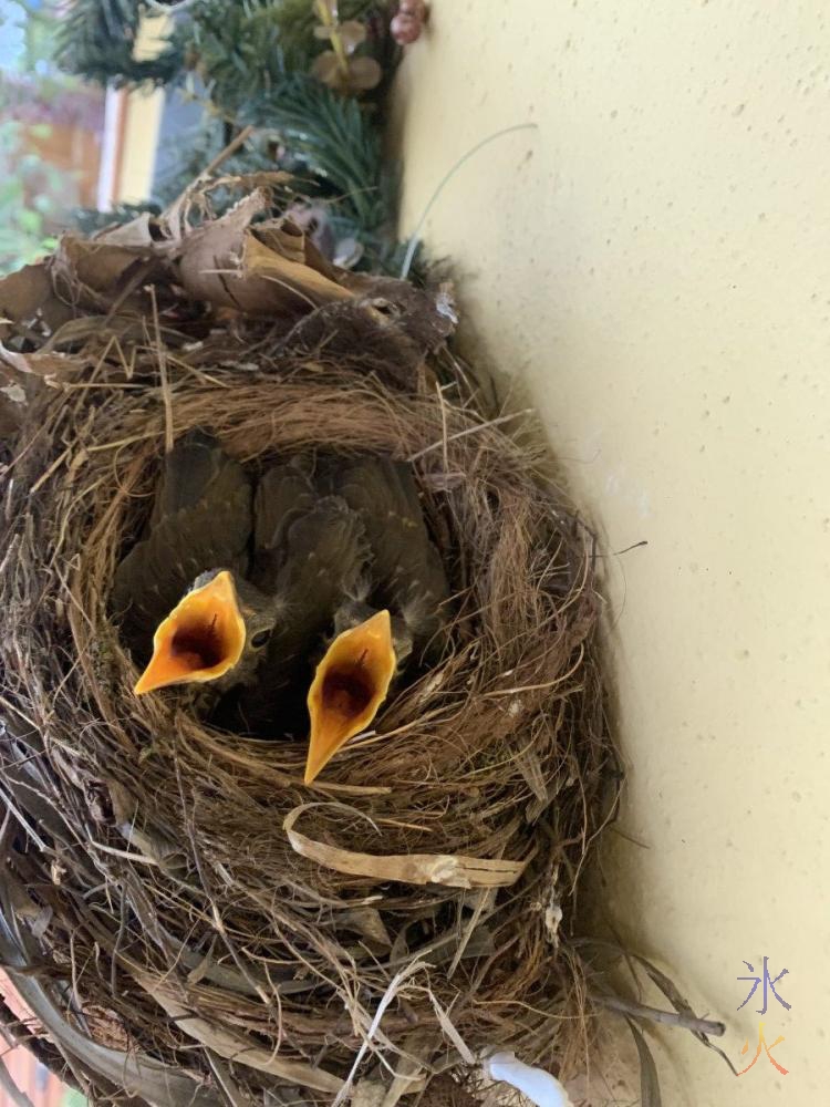 Christmas Island thrush chicks thinking they were going to get fed