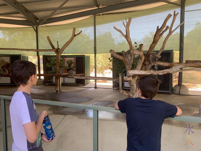 Koalas at Cohunu Koala Park