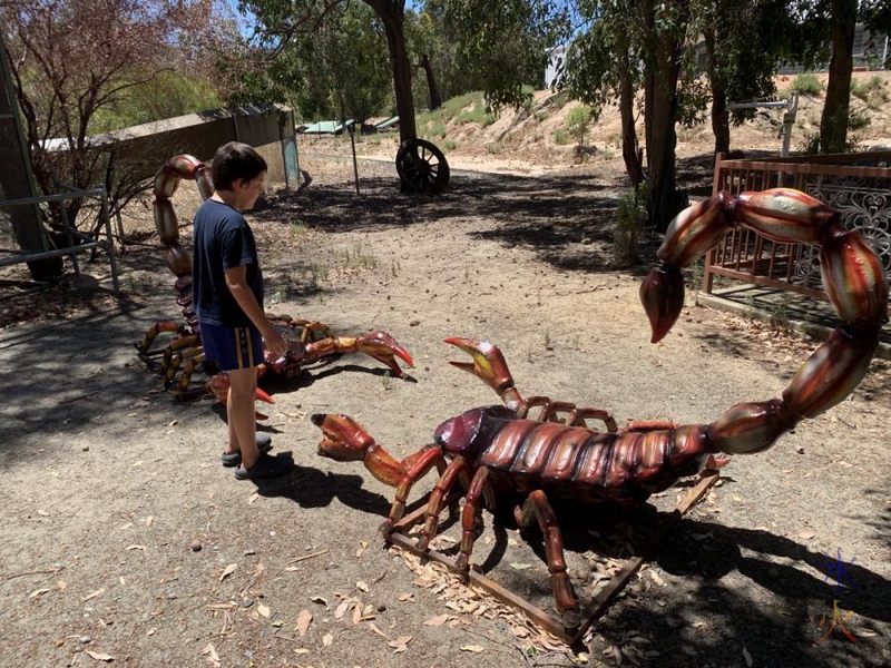 10yo telling two giant model scorpions to break it up, Cohunu Koala Park, Western Australia
