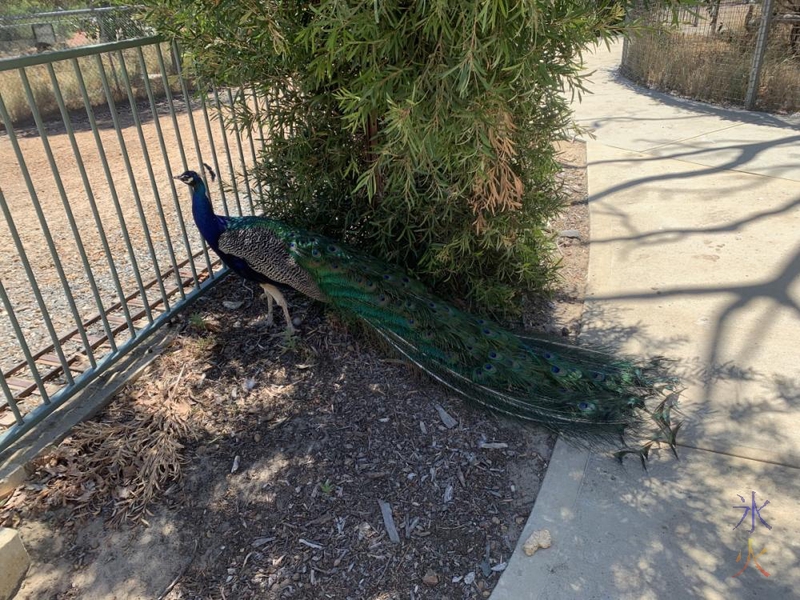 peacock at Cohunu Koala Park, Western Australia