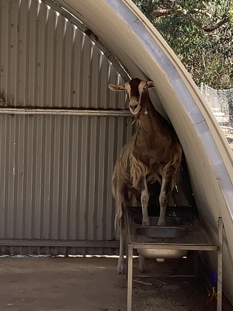 goat at Cohunu Koala Park, Western Australia