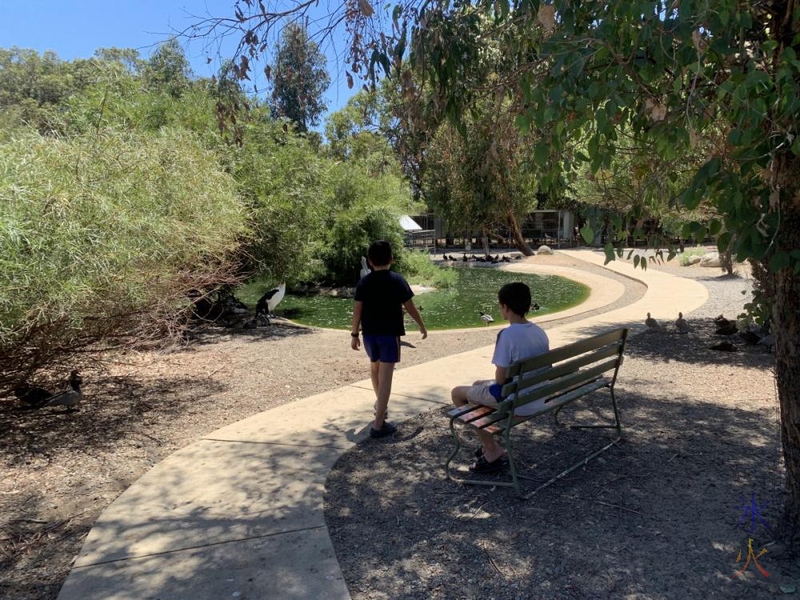 boys watching birdlife, Cohunu Koala Park, Western Australia