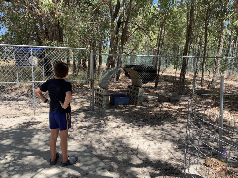 10yo checking out ostrich at Cohunu Koala Park, Western Australia