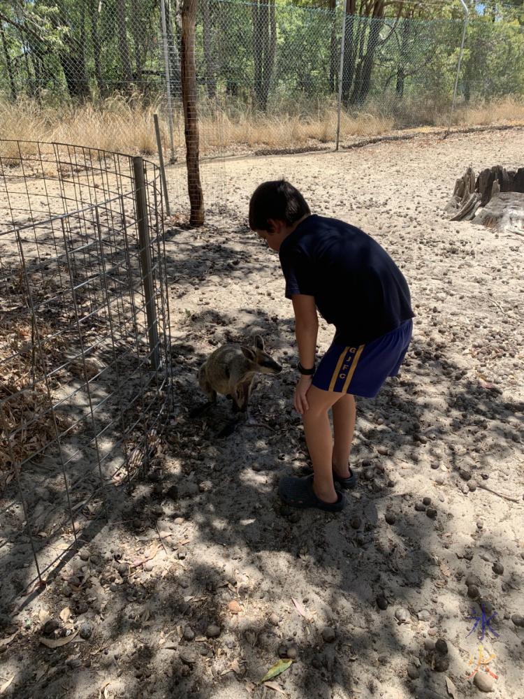 10yo trying to pat wallaby at Cohunu Koala Park, Western Australia