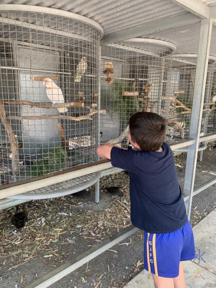 10yo looking at cockatoos at Cohunu Wildlife Park, Western Australia