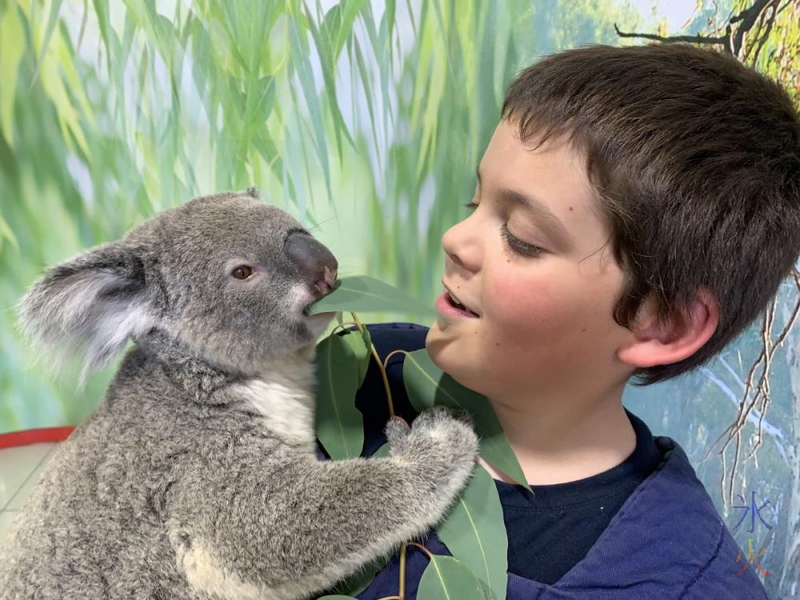 10yo cuddling koala, Cohunu Koala Park, Western Australia