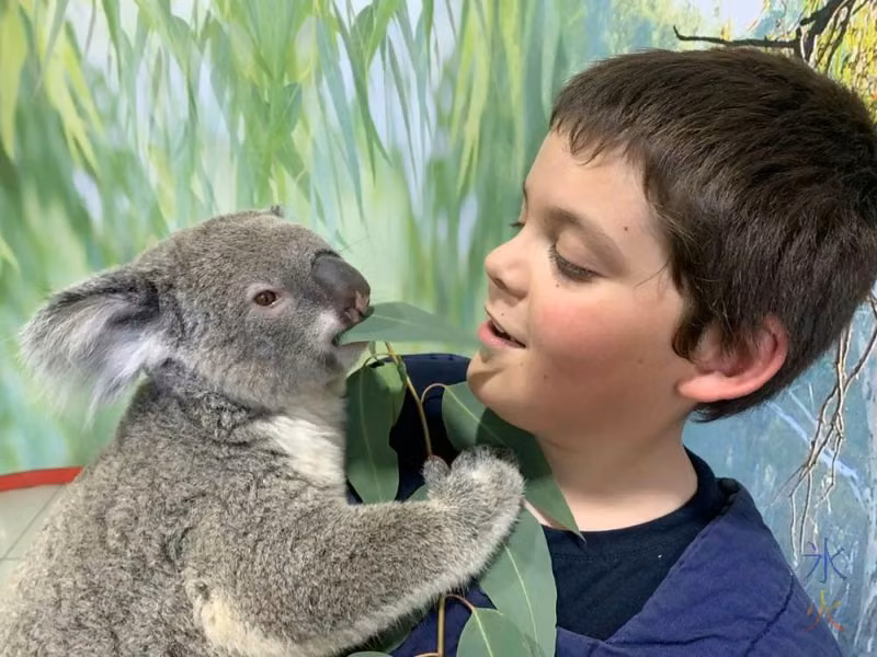 10yo cuddling koala, Cohunu Koala Park, Western Australia