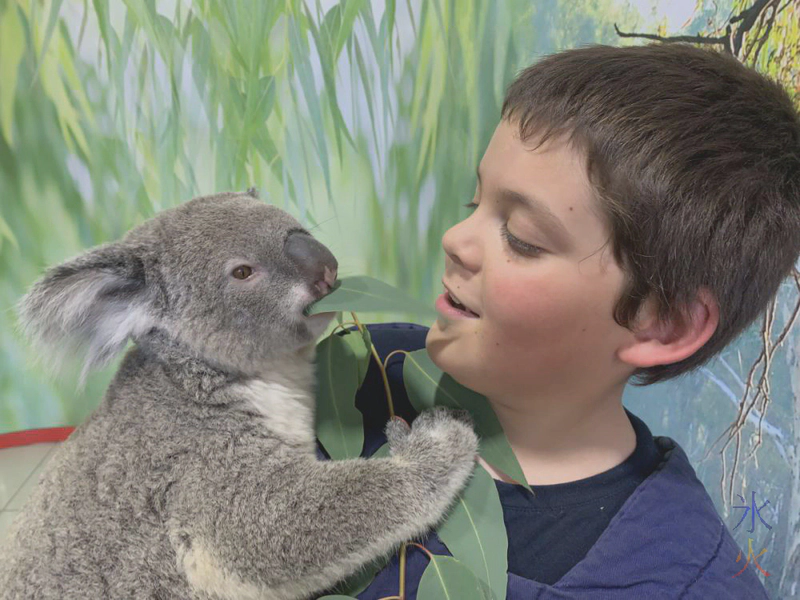 10yo cuddling koala, Cohunu Koala Park, Western Australia 10yo cuddling koala, Cohunu Koala Park, Western Australia