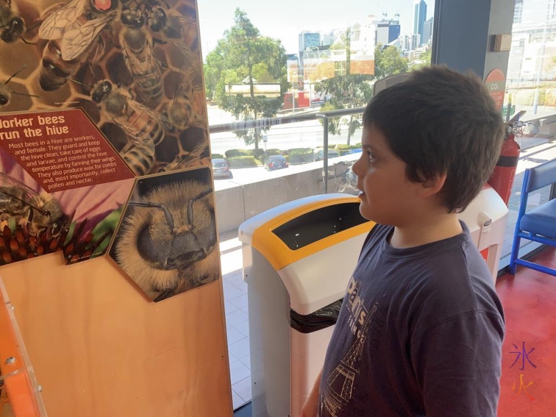 10yo looking at bees, Scitech, Perth, Western Australia