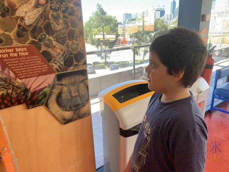 10yo looking at bees, Scitech, Perth, Western Australia