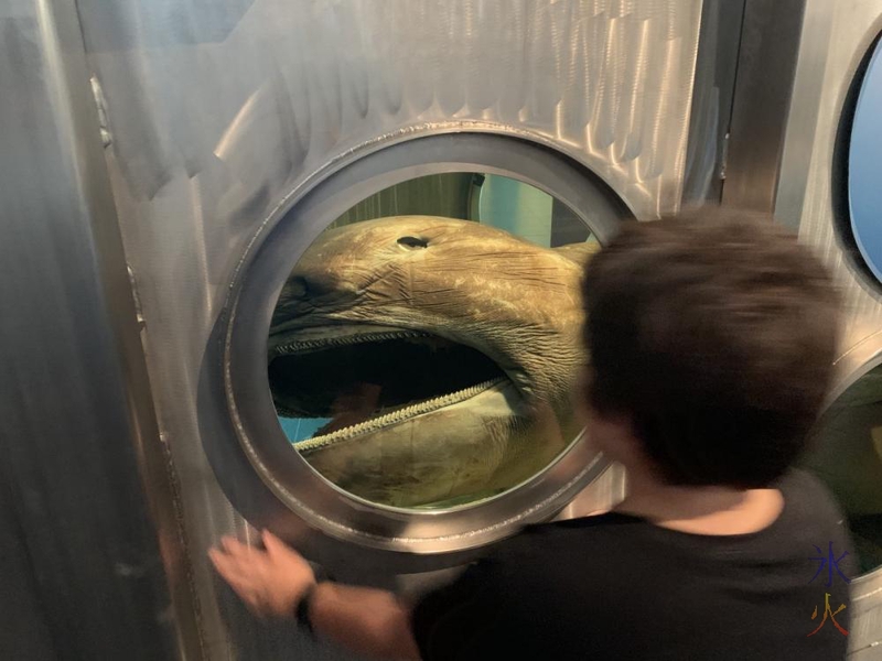 10yo looking at preserved megamouth at the Maritime Museum, Fremantle, Western Australia