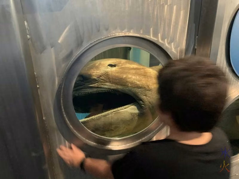 10yo looking at preserved megamouth at the Maritime Museum, Fremantle, Western Australia