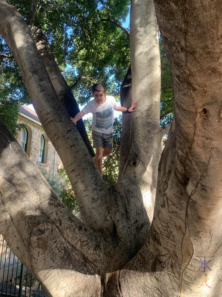 10yo in tree, Perth, Western Australia