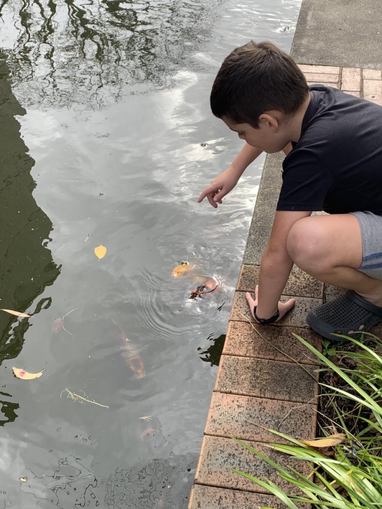 10yo looking at koi, Curtin University, Western Australia