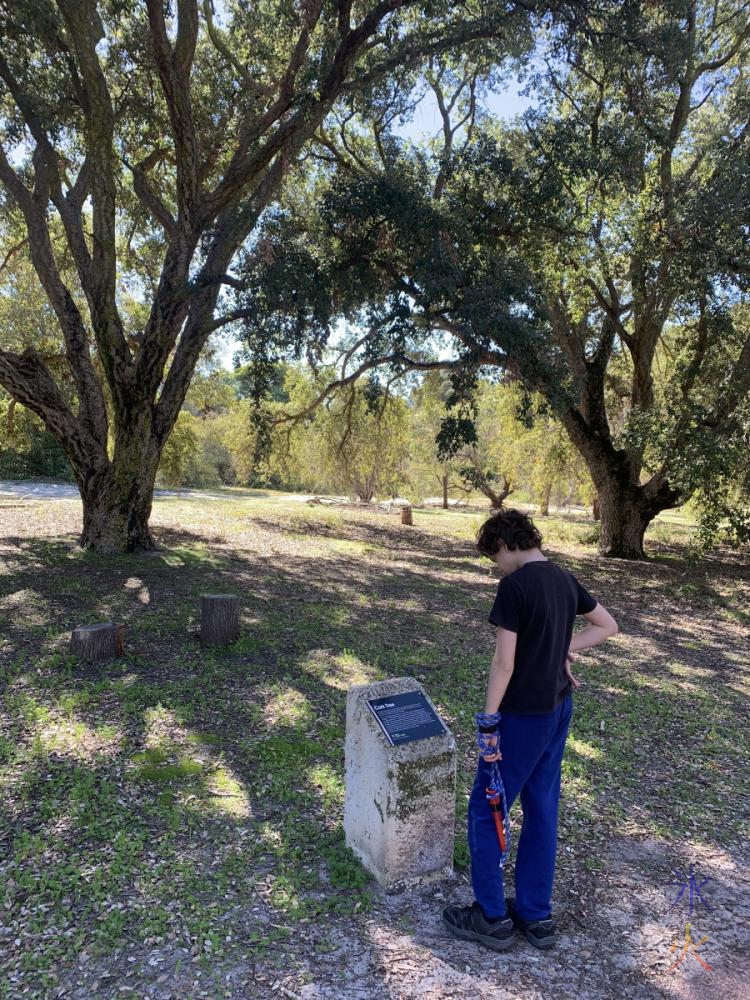 14yo reading about a significant tree at Piney Lakes Reserve, Bateman, Western Australia