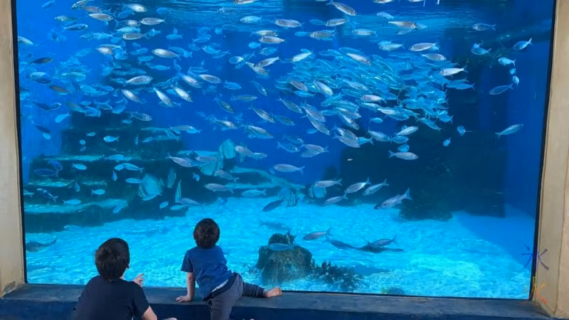 10yo and 3yo looking at baitball tank, AQWA, Western Australia