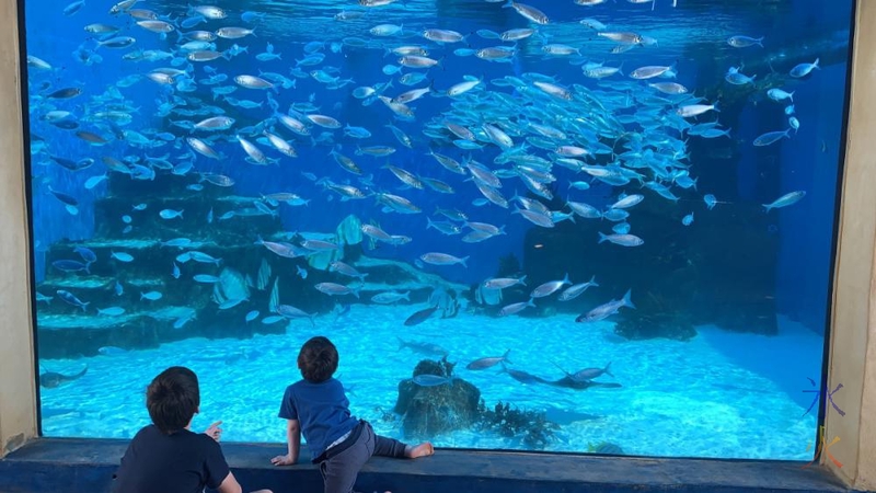 10yo and 3yo looking at baitball tank, AQWA, Western Australia