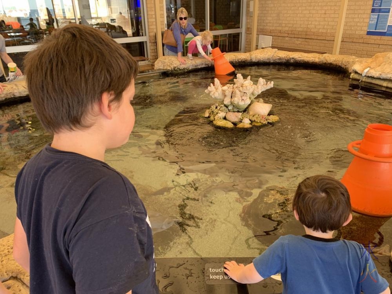 10yo and 3yo at the touchpool, AQWA, Western Australia