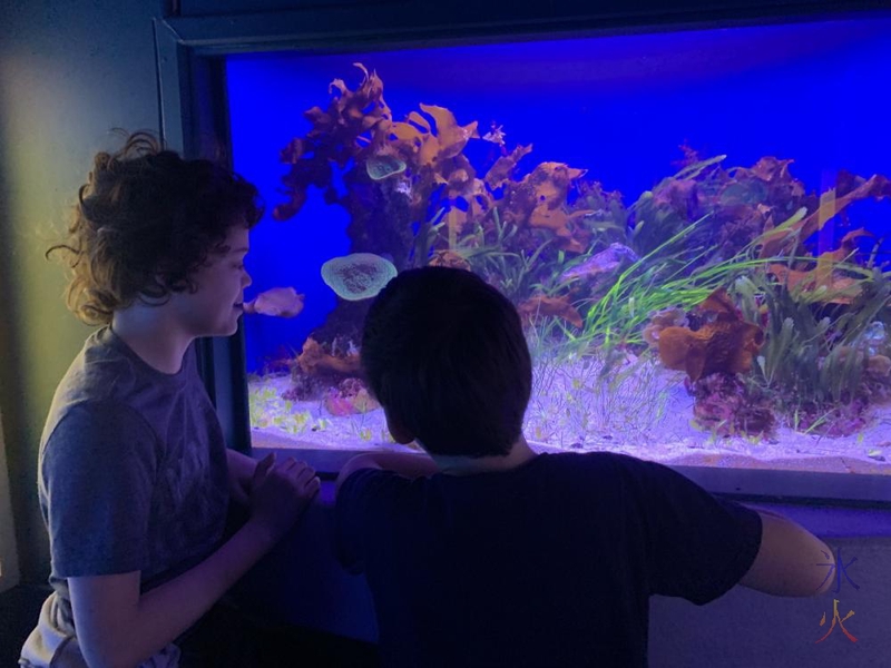 14yo and 10yo looking at cuttlefish at AQWA, Western Australia