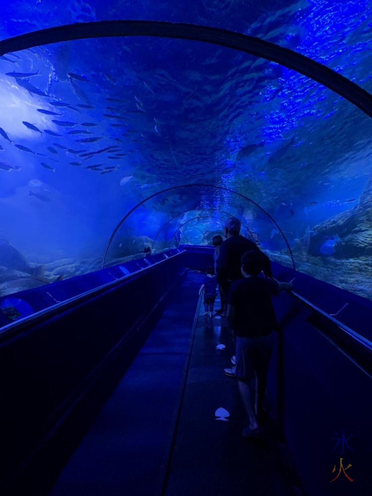 going through the underwater tunnel at AQWA, Western Australia