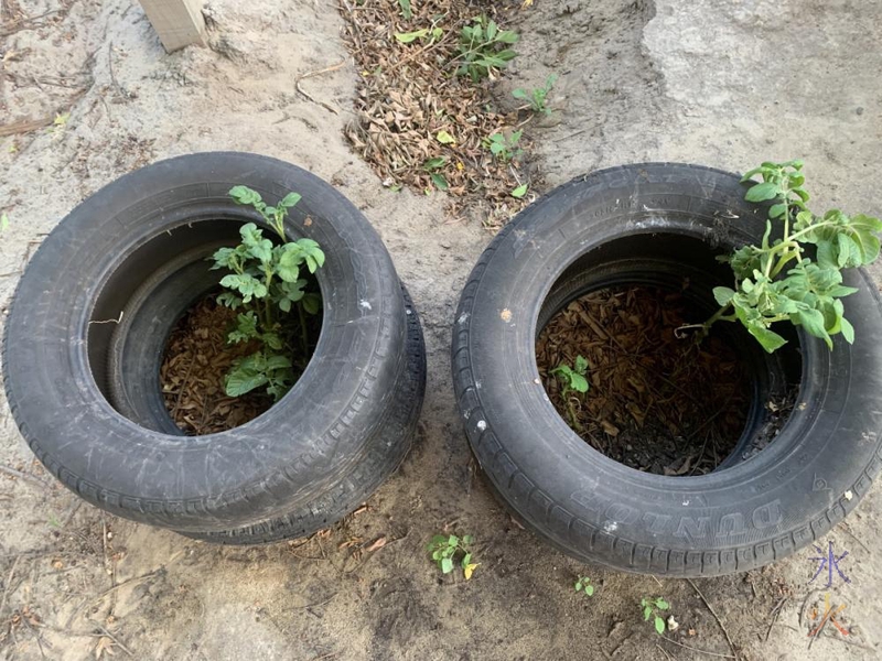 10yo's tyre potatoes