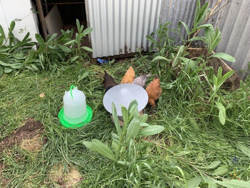 Little chookadees when they first moved in