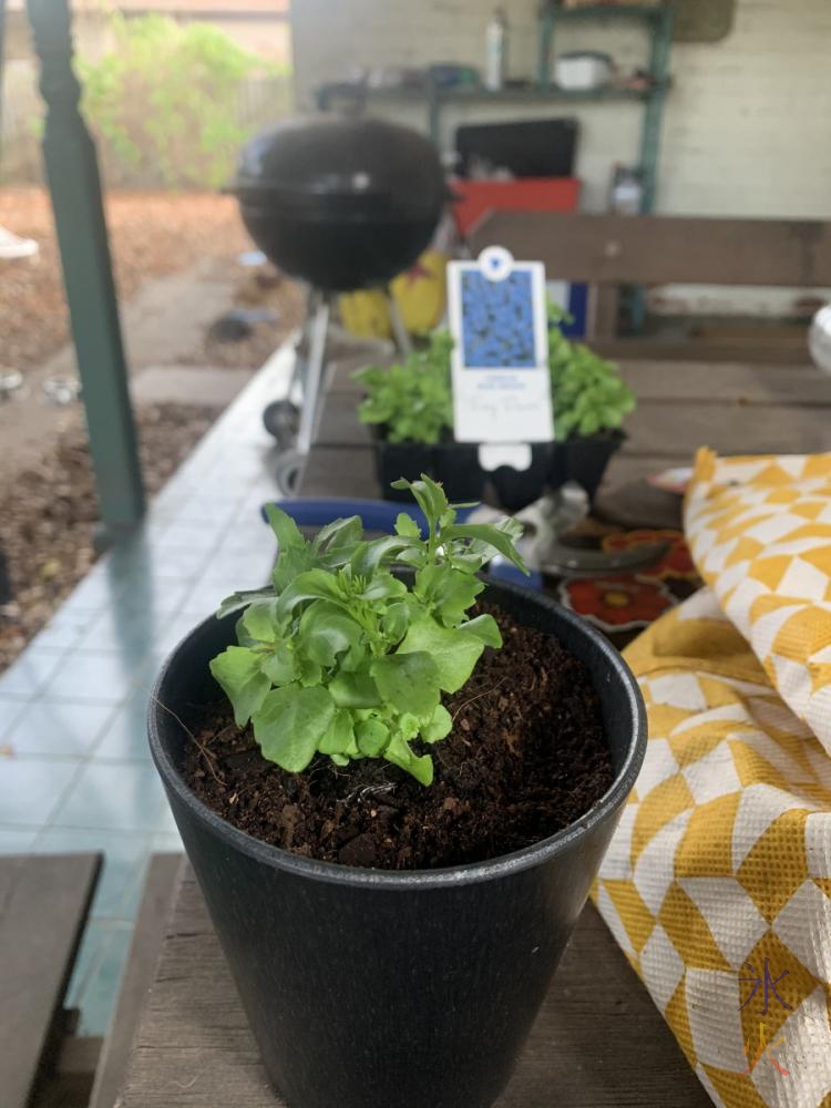 13yo's flowers in cute pot and planter