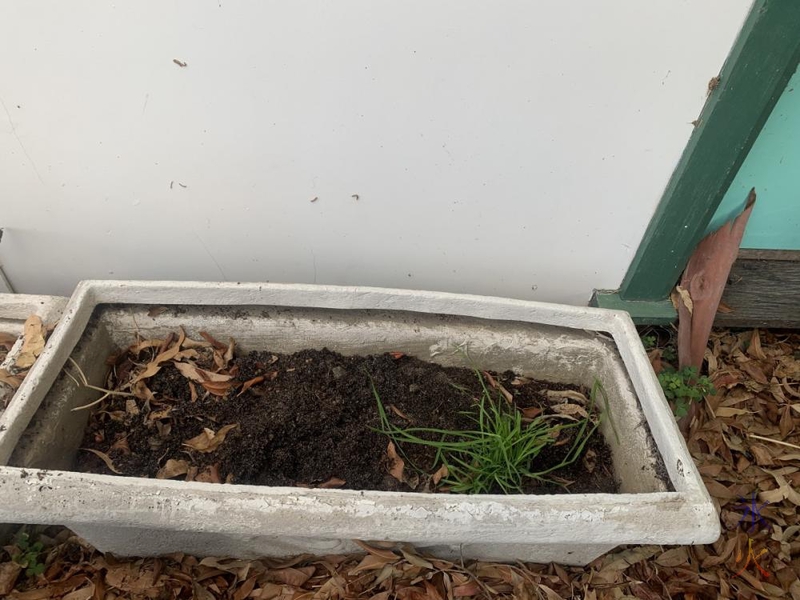 15yo's cat grass in planter