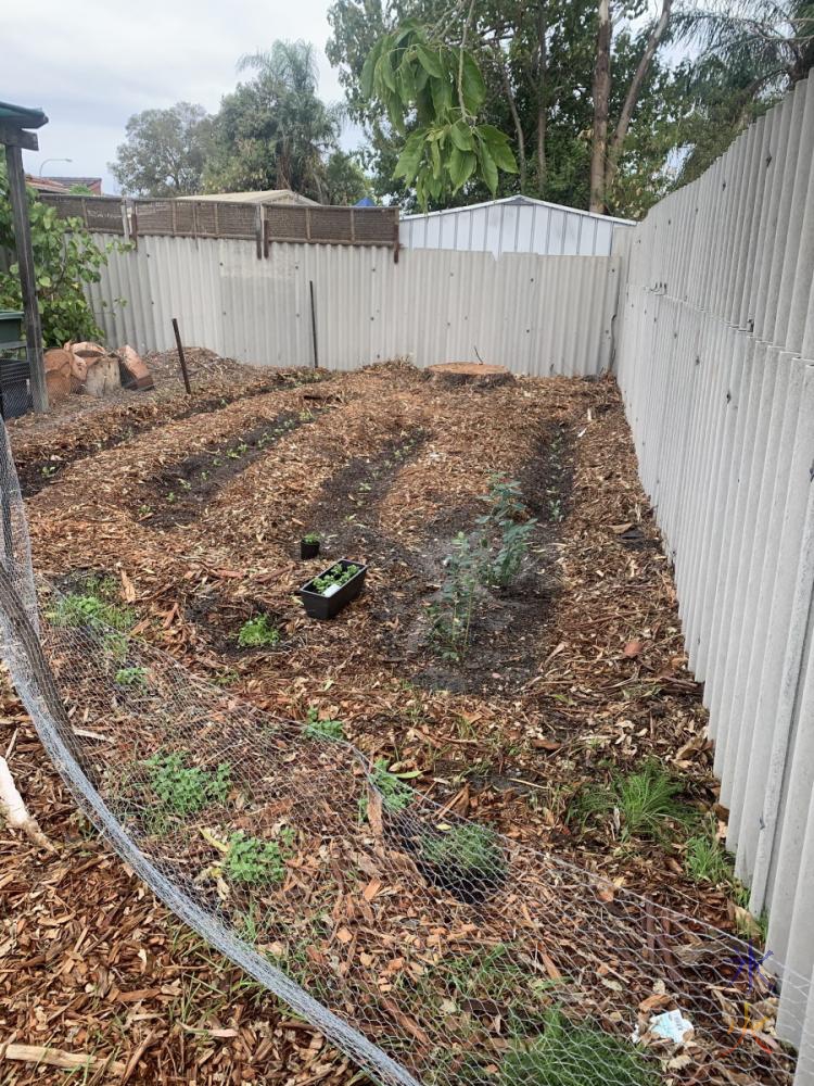 newly planted vege patch