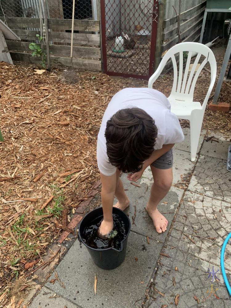 11yo rinsing seedlings