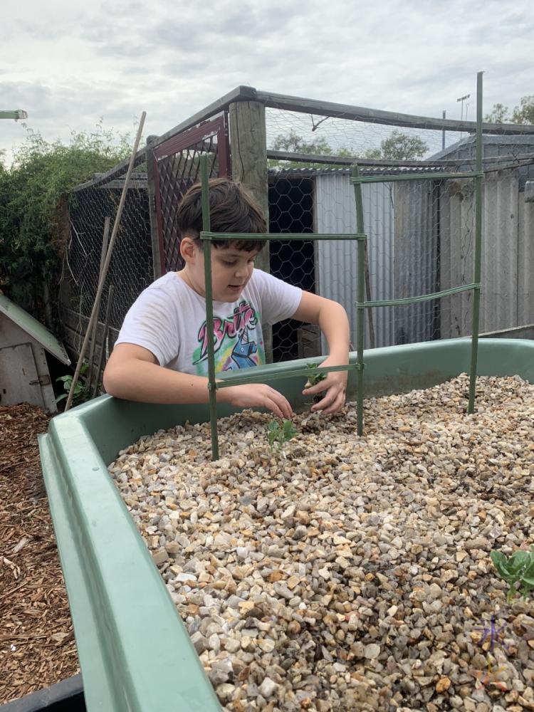 11yo planting seedlings in aquaponics