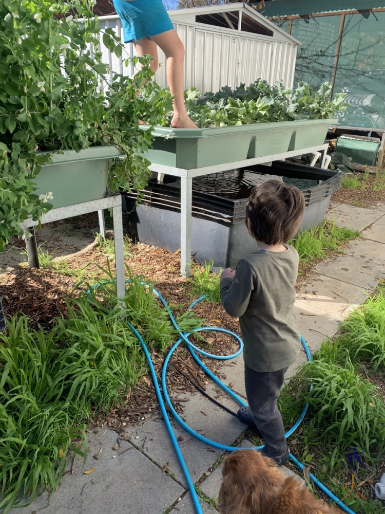 kids raiding aquaponics