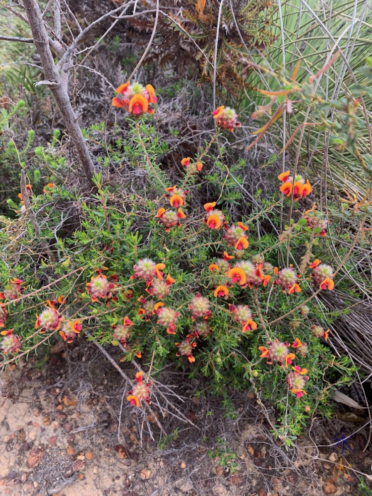 red and yellow wildflowers at Banyowla Regional Park, Western Australia