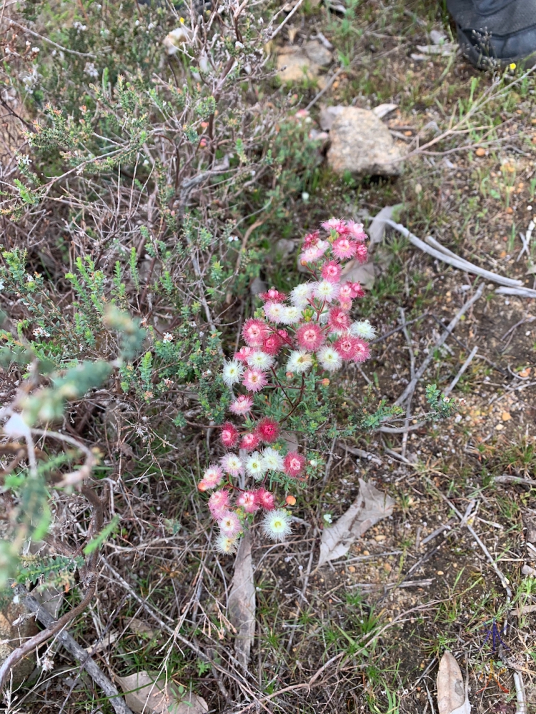 red, white and pink wildflowers at Banyowla Regional Park, Western Australia