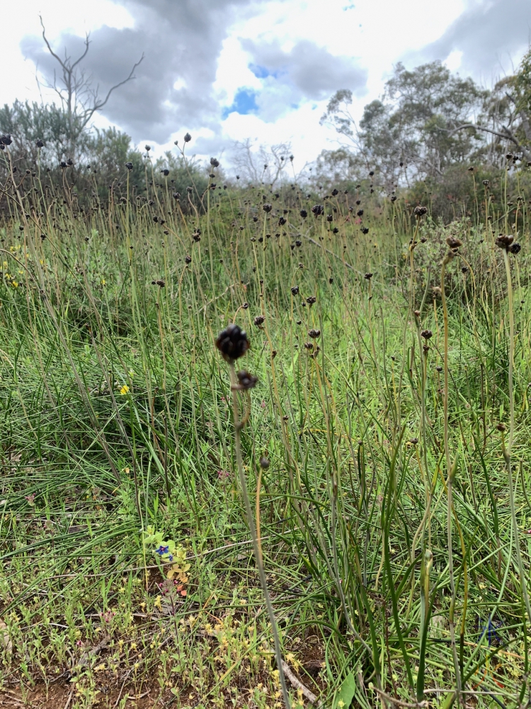 black wildflower at Banyowla Regional Park, Western Australia