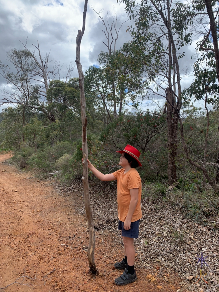 11yo carrying half a tree at Banyowla Regional Park, Western Australia