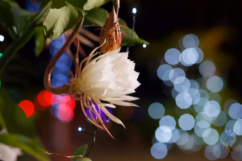 midnight flower taken by JJ on Christmas Island