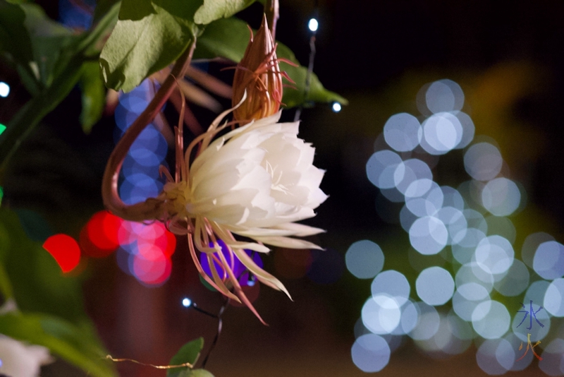 midnight flower taken by JJ on Christmas Island