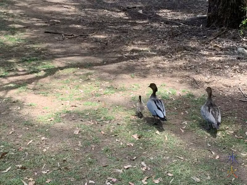 photo of ducks and duckling taken by 11yo at civic centre gardens, Gosnells, Western Australia
