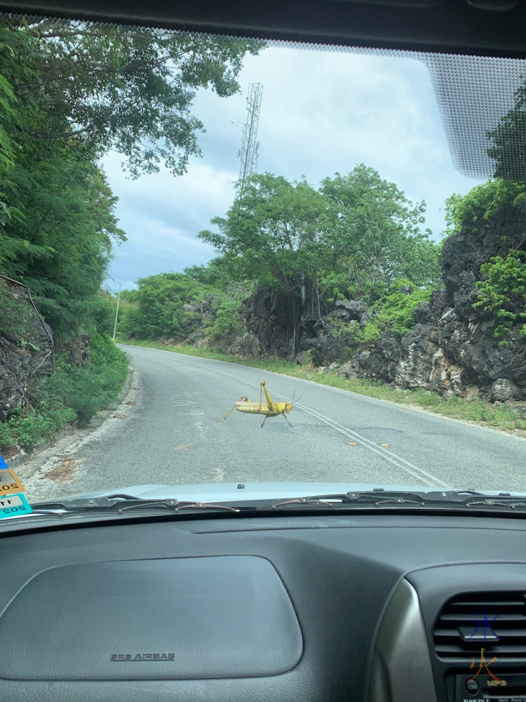 giant grasshopper is still hitching a ride, Christmas Island