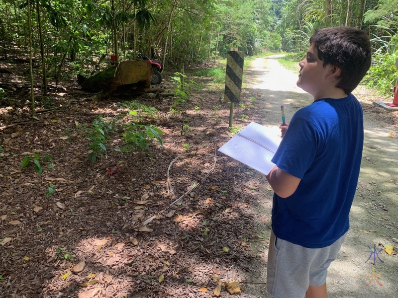 11yo drawing crabs on Christmas Island