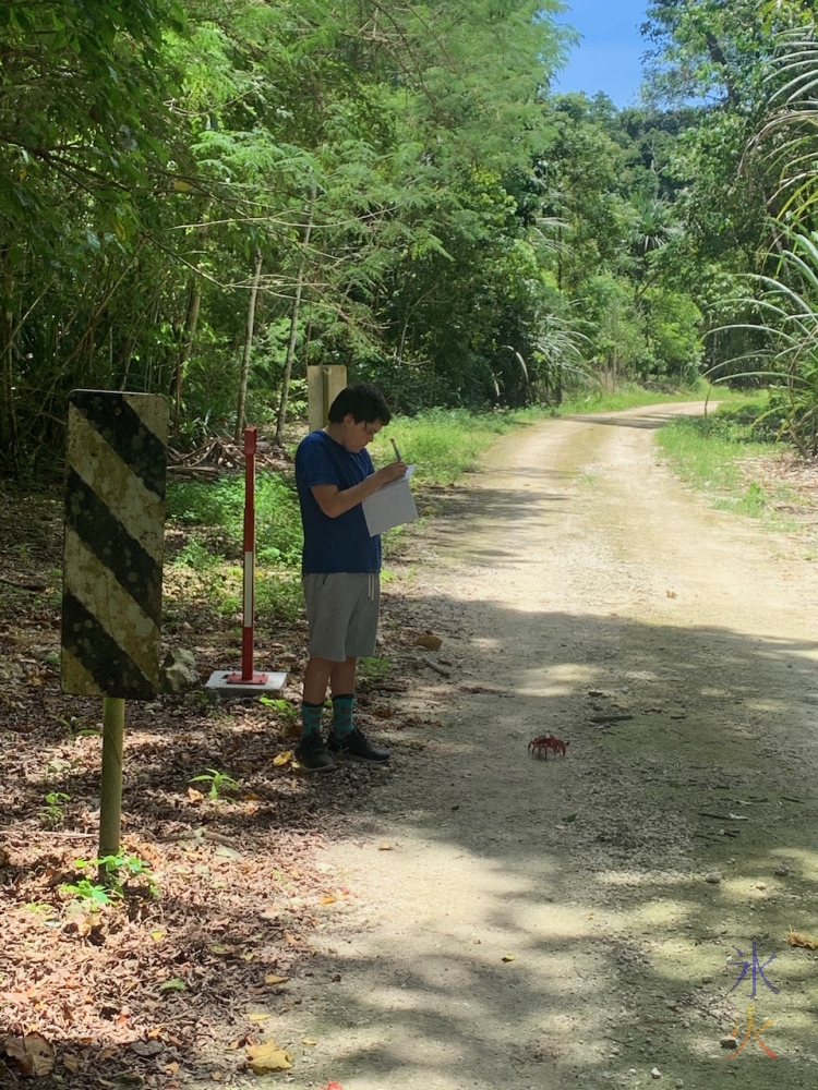 11yo sketching crabs on Christmas Island