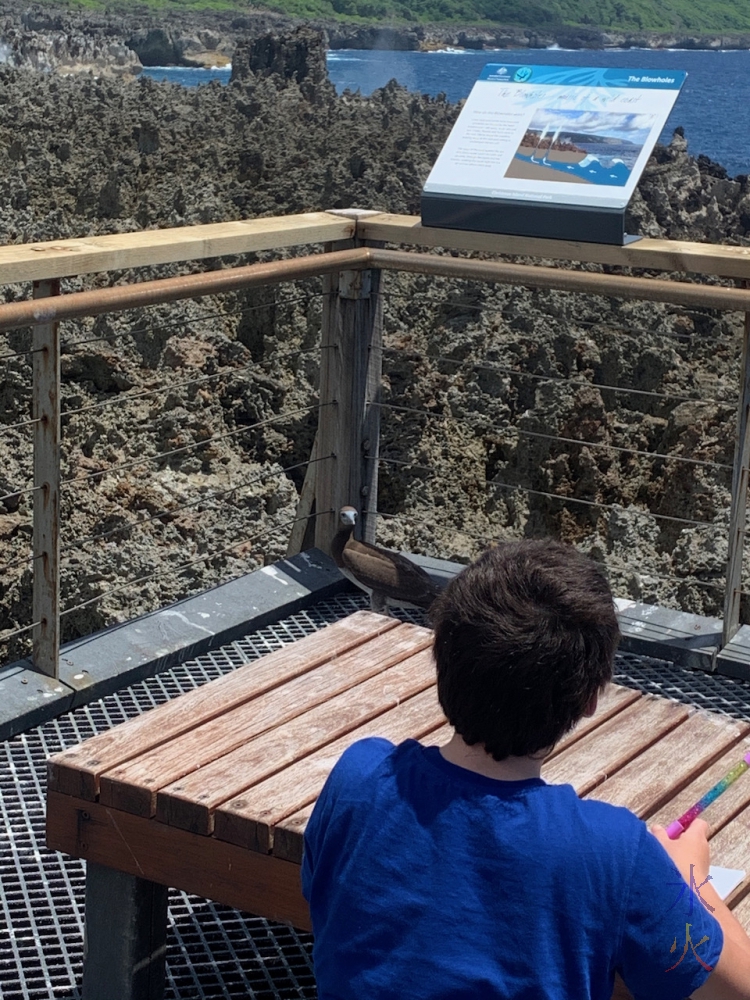 11yo sketching Booby bird, Christmas Island